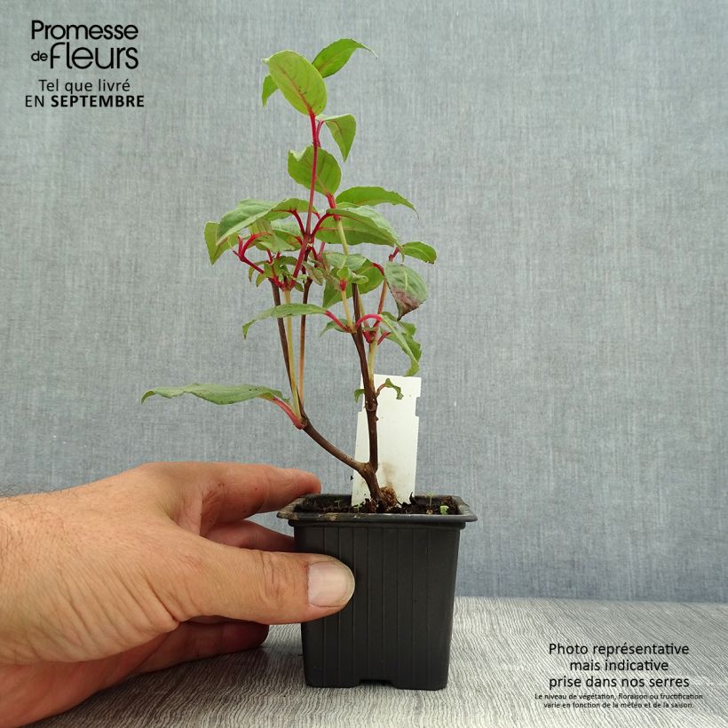 Esimerkki syksyllä toimitetusta Verenpisara Black Princess 8/9 cm taimiruukku-taimesta