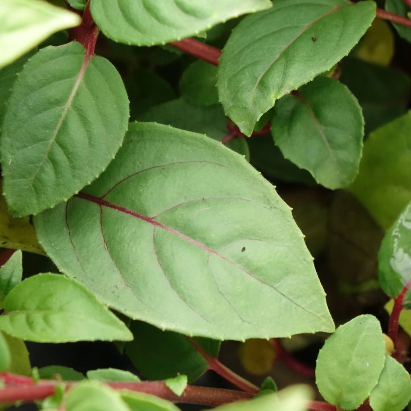 Verenpisara Paula Jane (Lehvistö)