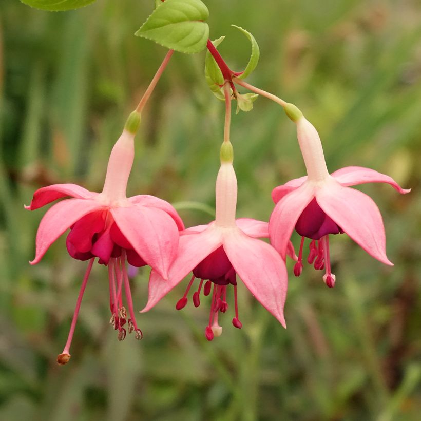 Verenpisara Paula Jane (Kukinta)