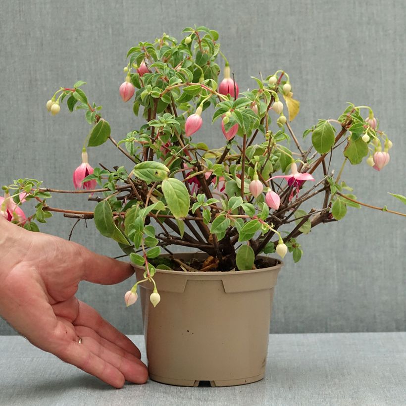 Esimerkki kesällä toimitetusta Verenpisara Paula Jane 12 cm / 13 cm ruukku-taimesta