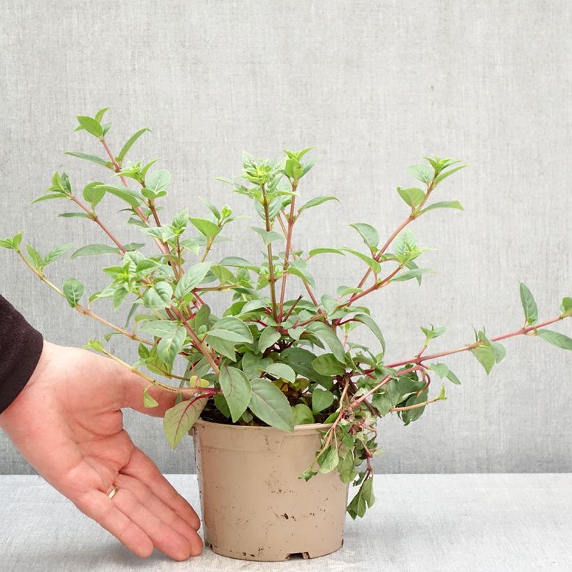 Esimerkki keväällä toimitetusta Verenpisara Paula Jane Ruukku 12 cm / 13 cm-taimesta