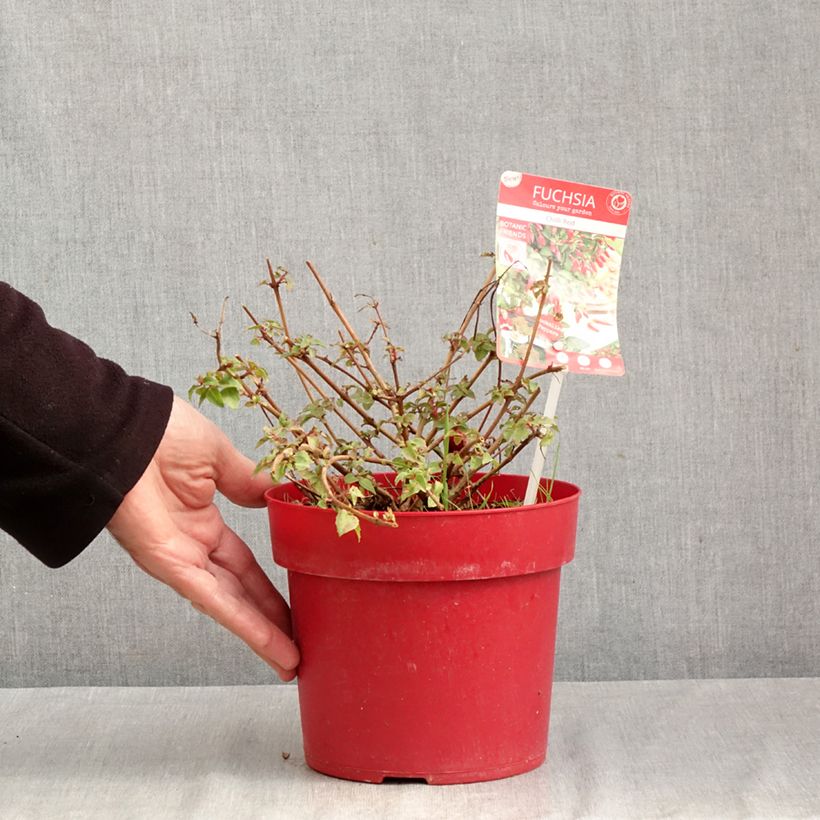 Esimerkki syksyllä toimitetusta Verenpisara Chilli Red 3 litran/4 litran ruukku-taimesta