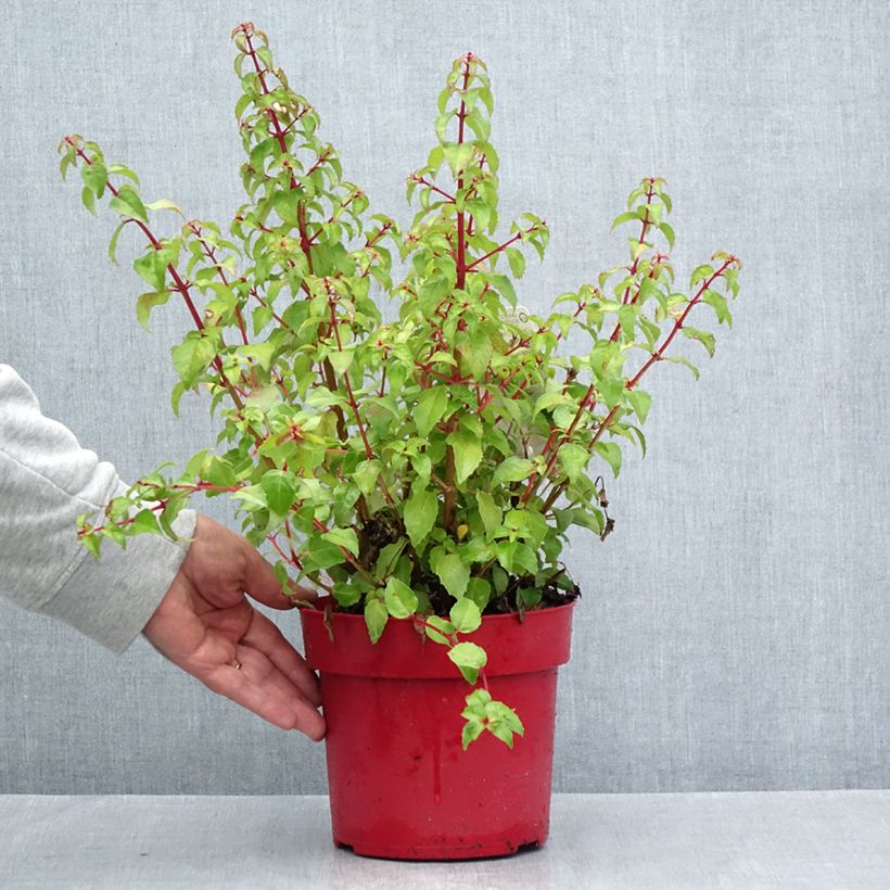 Esimerkki kesällä toimitetusta Verenpisara Chilli Red 3 litran/4 litran ruukku-taimesta
