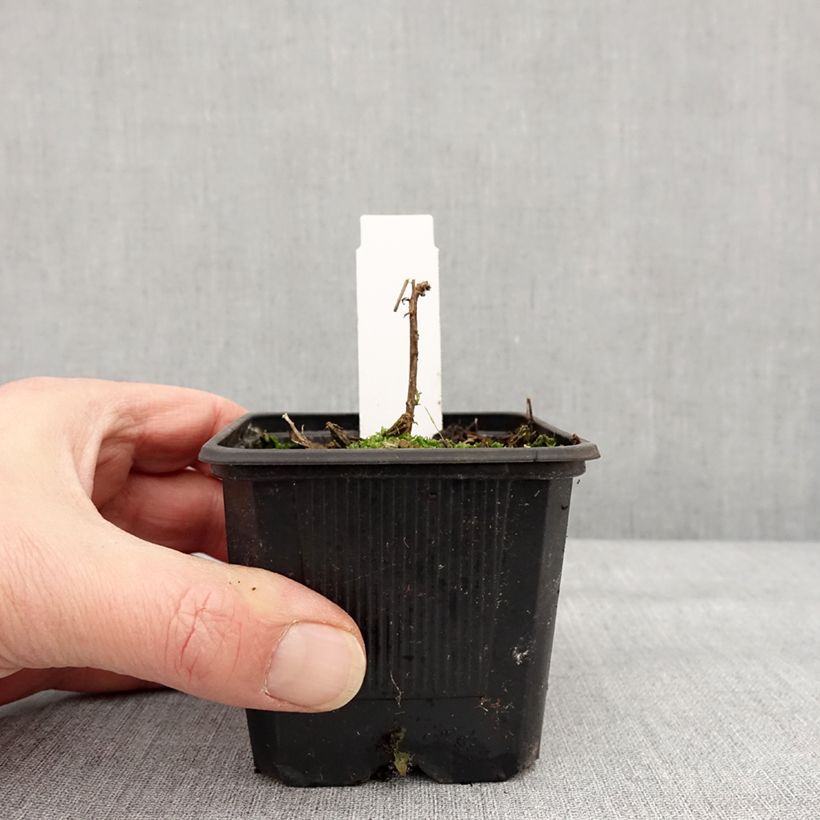 Esimerkki talvella toimitetusta Horsma Dublin 8/9 cm taimiruukku-taimesta