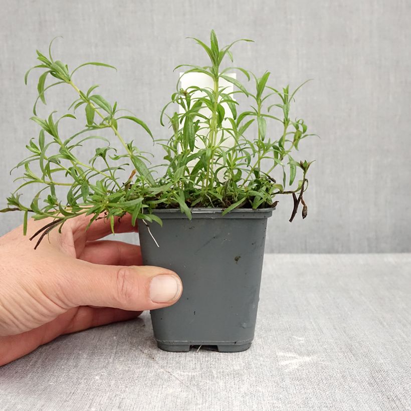 Esimerkki syksyllä toimitetusta Zauschneria californica 8/9 cm taimiruukku-taimesta