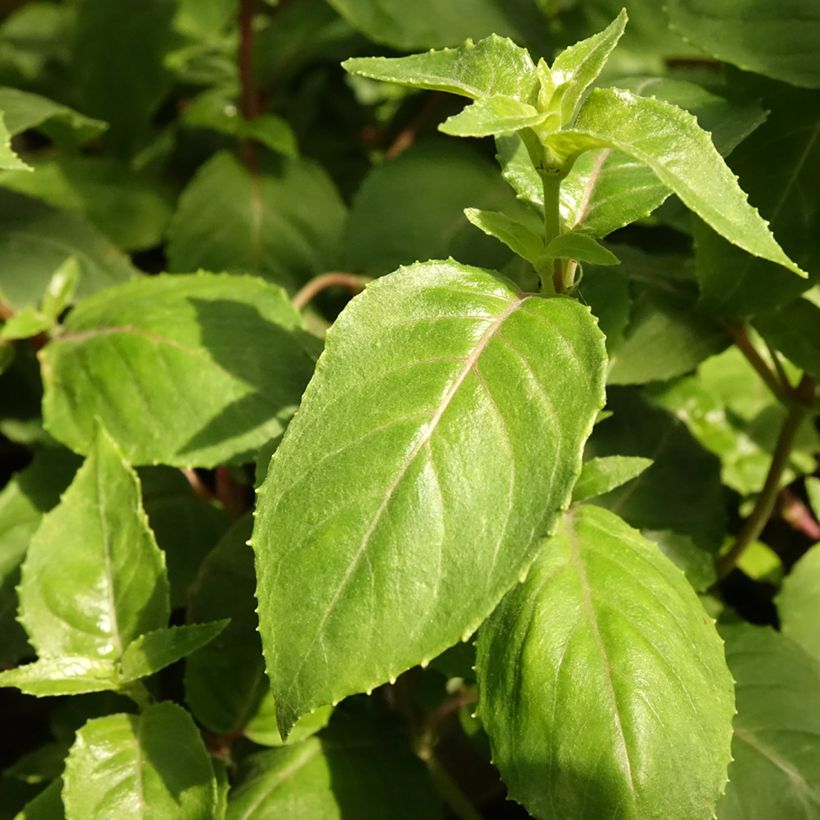 Verenpisara Deep Purple (Lehvistö)