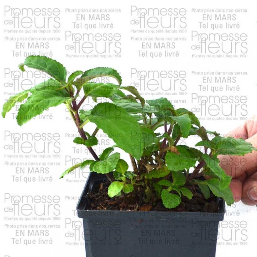 Esimerkki toimitetusta Kafferinkukka Funfare Wine Pot de 10 cm/11cm-taimesta