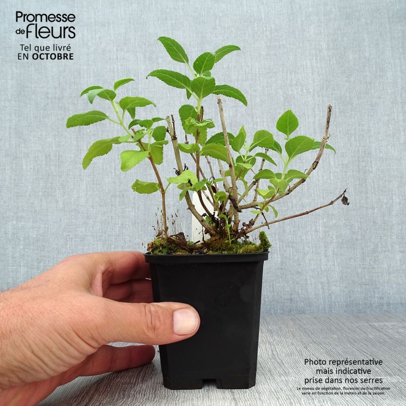Esimerkki syksyllä toimitetusta Kafferinkukka Moonraker 8/9 cm taimiruukku-taimesta