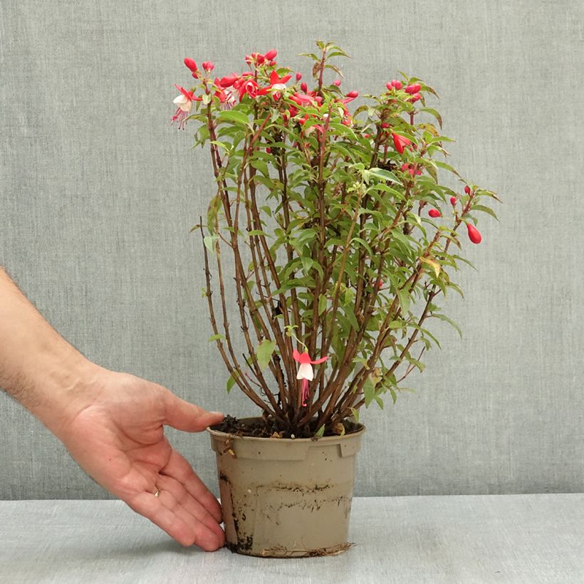 Esimerkki kesällä toimitetusta Verenpisara Ernie 12 cm / 13 cm ruukku-taimesta