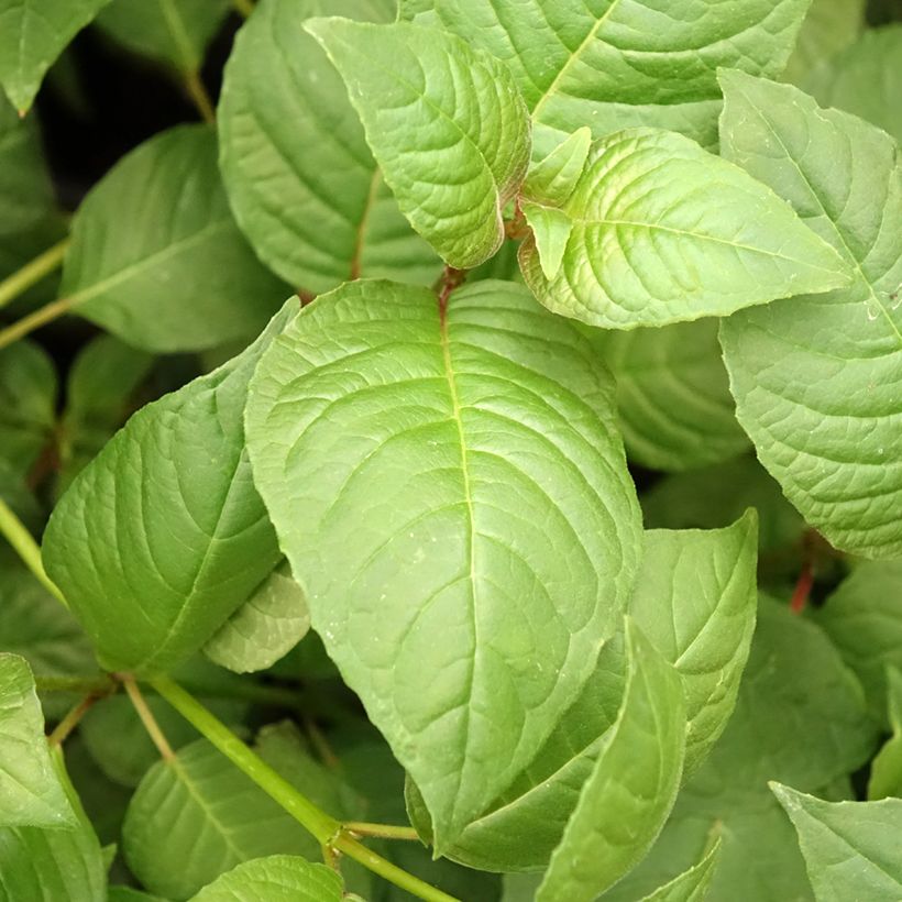 Verenpisara First Success (Lehvistö)