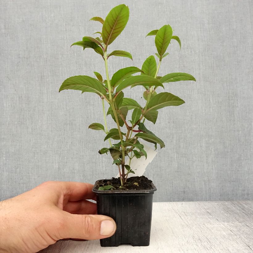 Esimerkki keväällä toimitetusta Verenpisara Lady Boothby Godet de 8/9 cm-taimesta