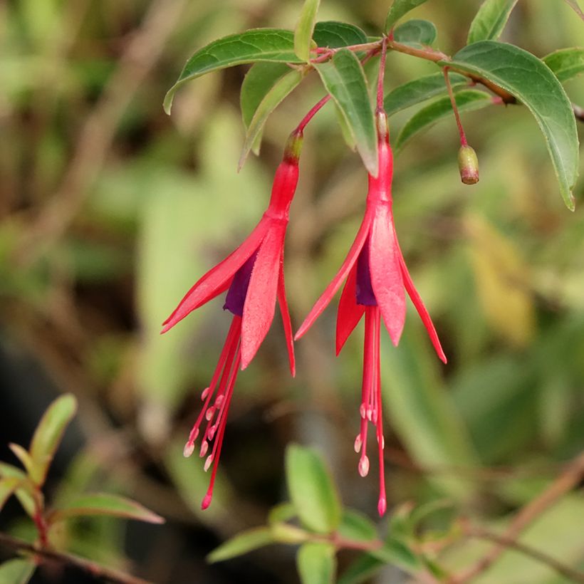 Verenpisara - Fuchsia hatschbachii (Kukinta)
