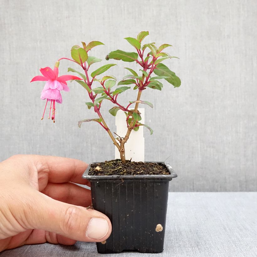 Esimerkki kesällä toimitetusta Verenpisara Heidi Ann 8/9 cm taimiruukku-taimesta