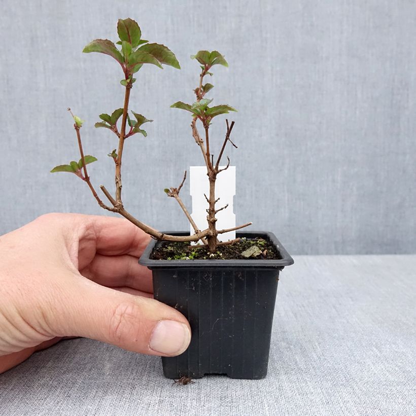Esimerkki keväällä toimitetusta Verenpisara Heidi Ann 8/9 cm taimiruukku-taimesta