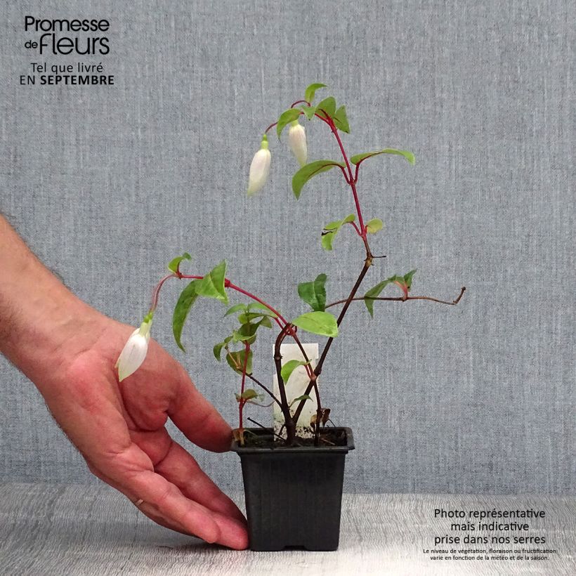 Esimerkki syksyllä toimitetusta Verenpisara Illusion 8/9 cm taimiruukku-taimesta