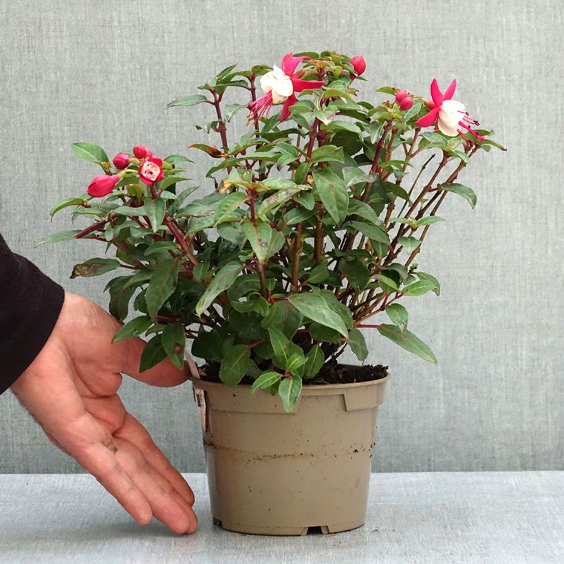 Esimerkki keväällä toimitetusta Verenpisara Jollies Madiran 12 cm / 13 cm ruukku-taimesta