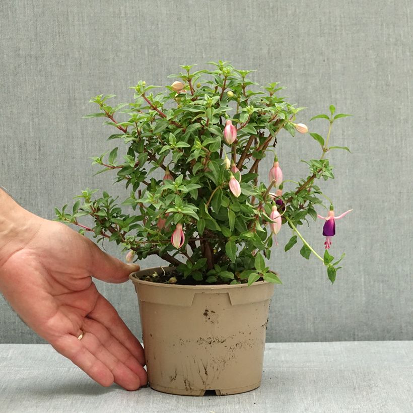 Esimerkki kesällä toimitetusta Verenpisara Lambada 12 cm / 13 cm ruukku-taimesta
