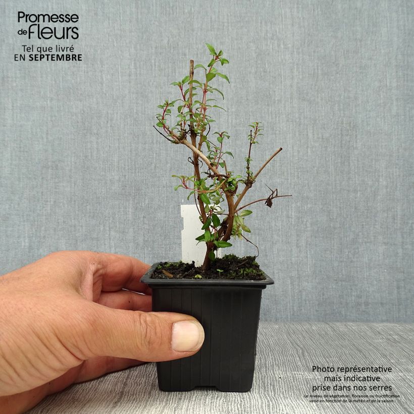 Esimerkki syksyllä toimitetusta Siroverenpisara Arauco 8/9 cm taimiruukku-taimesta