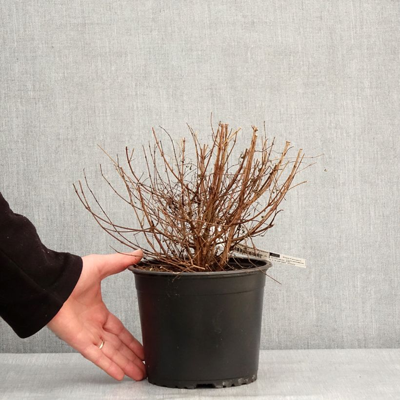 Esimerkki talvella toimitetusta Fuchsia magellanica Arauco Pot de 1,5L/2L-taimesta