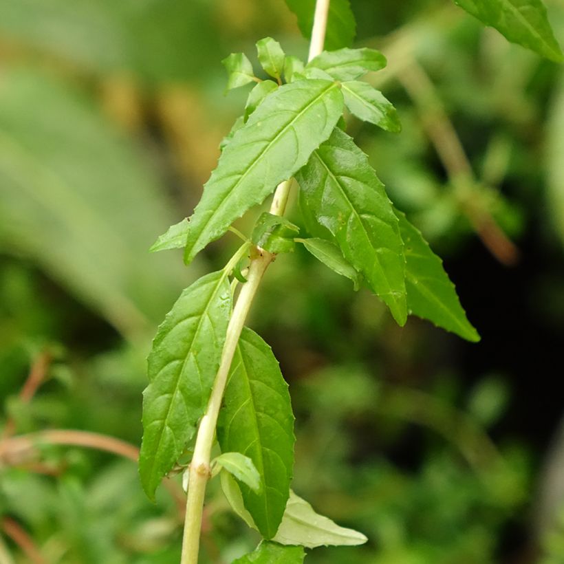 Siroverenpisara Arauco (Lehvistö)
