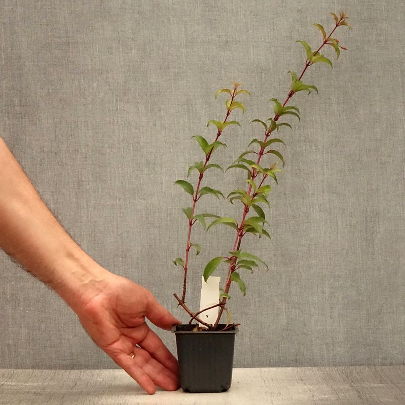 Esimerkki kesällä toimitetusta Siroverenpisara - Fuchsia magellanica Taimiruukku 8/9 cm-taimesta