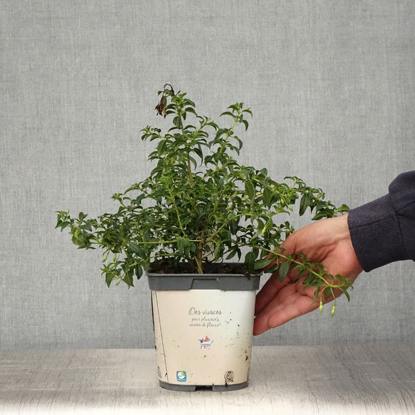 Esimerkki keväällä toimitetusta Siroverenpisara Hawkshead Pot de 2L/3L-taimesta