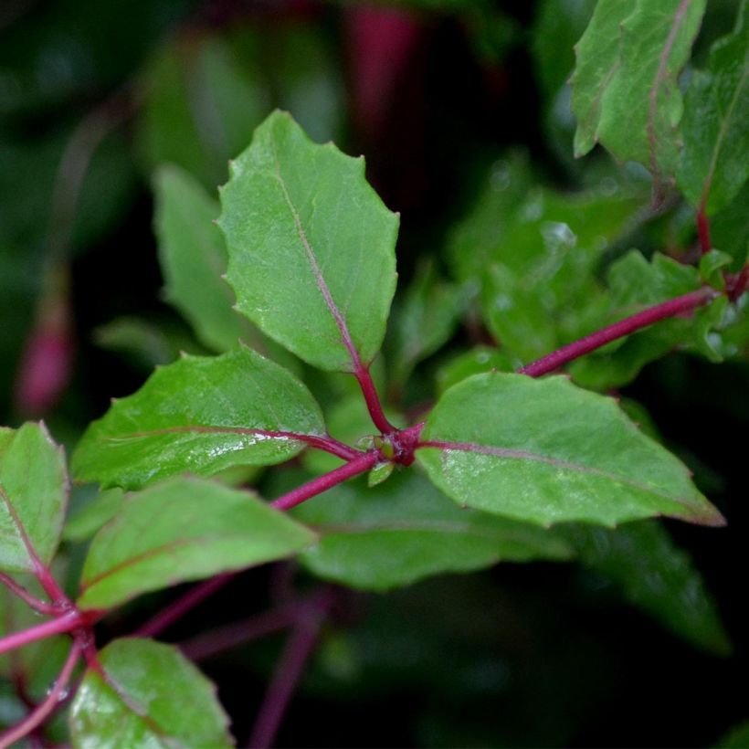 Siroverenpisara Riccartonii (Lehvistö)