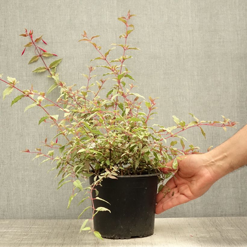 Esimerkki kesällä toimitetusta Siroverenpisara Tricolorii Pot de 2L/3L-taimesta