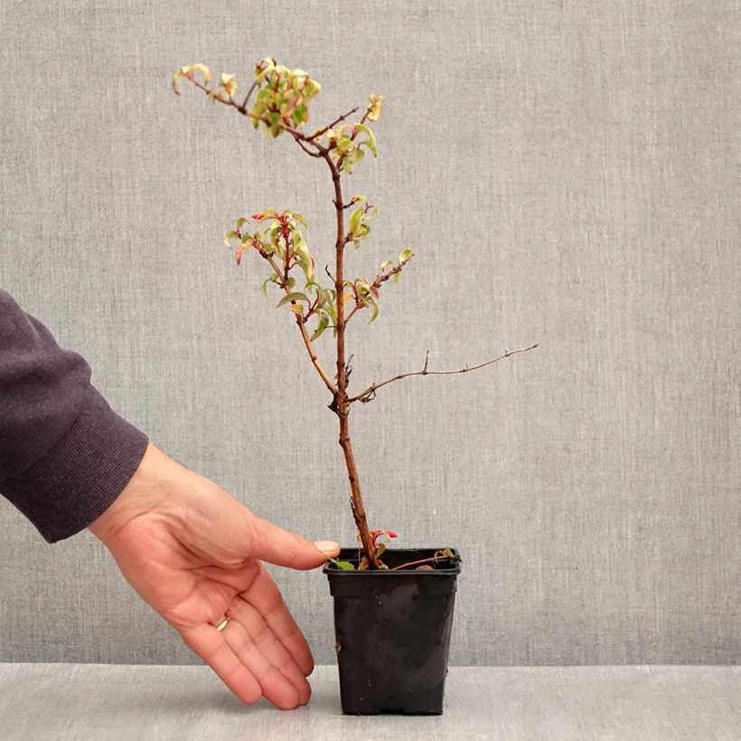 Esimerkki syksyllä toimitetusta Siroverenpisara Aurea 7/8 cm taimiruukku-taimesta