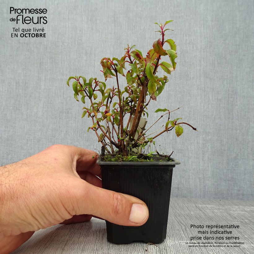 Esimerkki syksyllä toimitetusta Siroverenpisara - Fuchsia magellanica var. gracilis 8/9 cm taimiruukku-taimesta