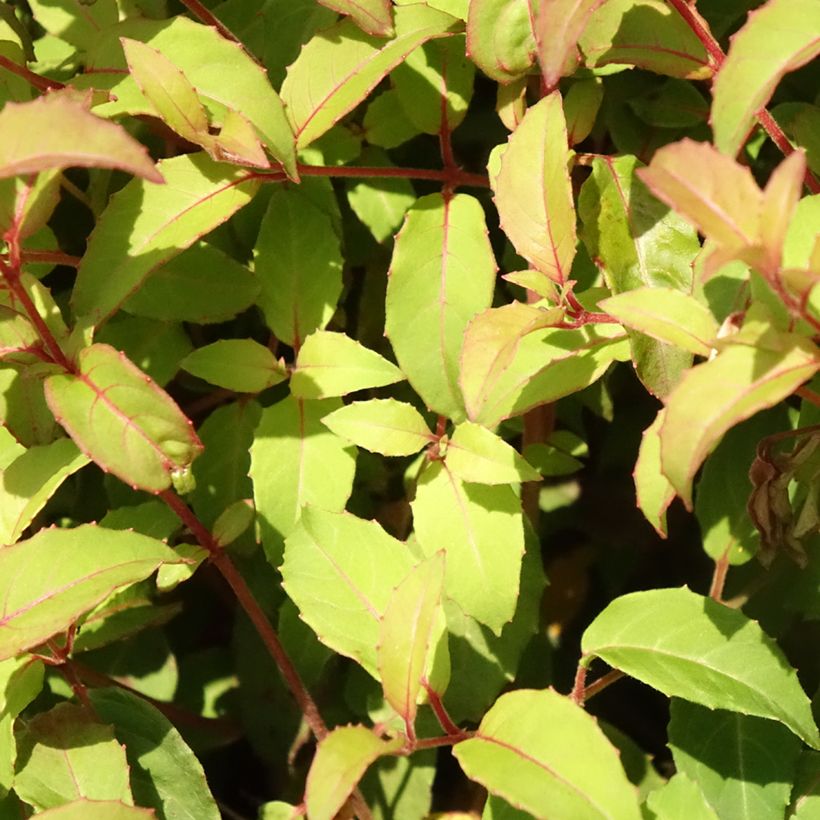 Siroverenpisara - Fuchsia magellanica var. gracilis (Lehvistö)