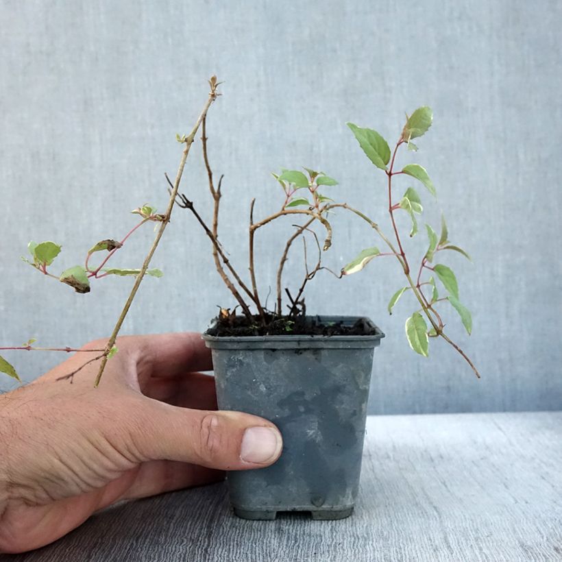 Esimerkki syksyllä toimitetusta Siroverenpisara Versicolor 7/8 cm taimiruukku-taimesta