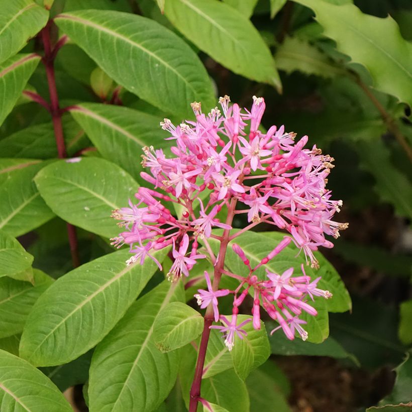 Verenpisara - Fuchsia paniculata (Kukinta)