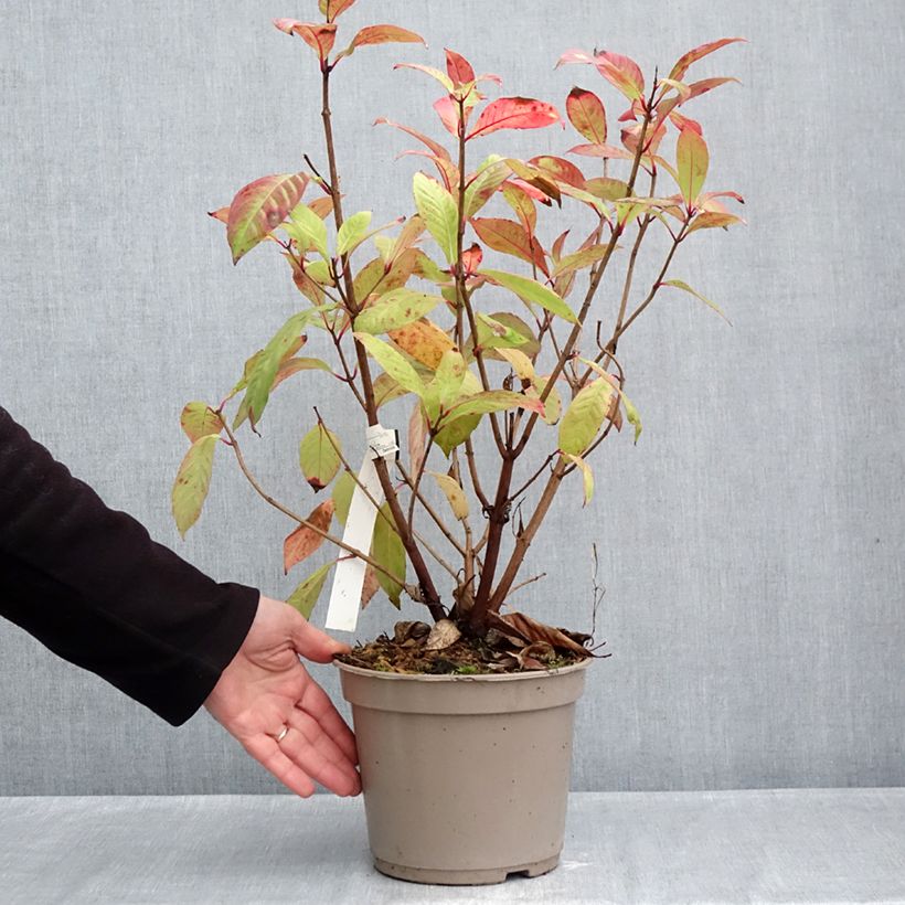 Esimerkki syksyllä toimitetusta Verenpisara - Fuchsia paniculata 4 litran/5 litran ruukku-taimesta