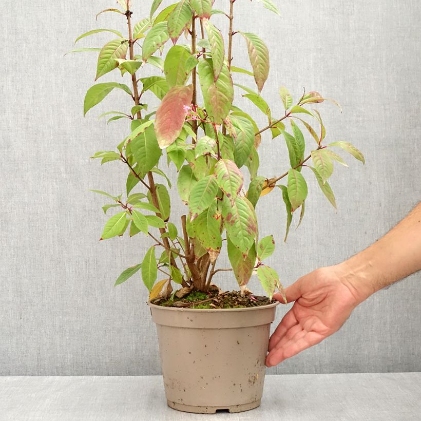 Esimerkki kesällä toimitetusta Verenpisara - Fuchsia paniculata 4 litran/5 litran ruukku-taimesta