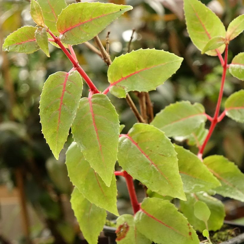 Verenpisara R.A.F (Lehvistö)