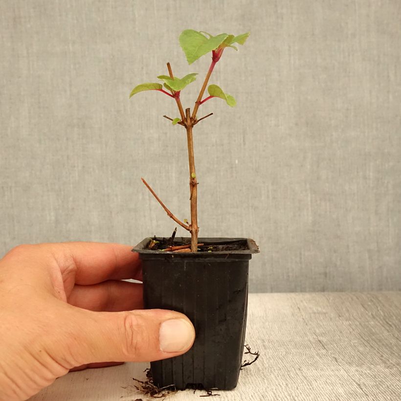 Esimerkki kesällä toimitetusta Verenpisara Dark Eyes Godet de 7/8 cm-taimesta