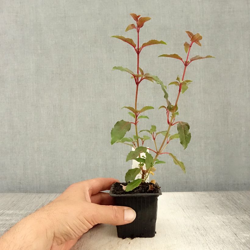 Esimerkki kesällä toimitetusta Verenpisara Alice Hoffman Taimiruukku 8/9 cm-taimesta