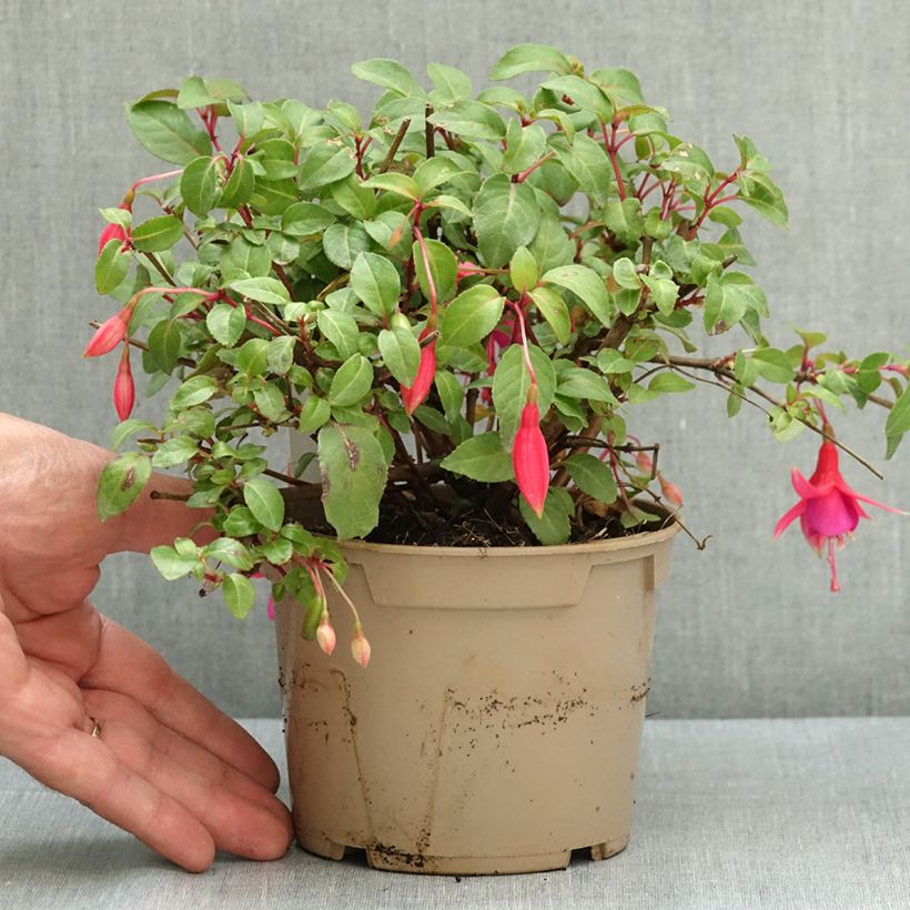 Esimerkki kesällä toimitetusta Verenpisara Display 12 cm / 13 cm ruukku-taimesta