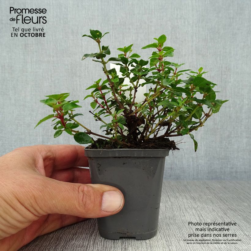 Esimerkki syksyllä toimitetusta Verenpisara Lady Thumb 8/9 cm taimiruukku-taimesta