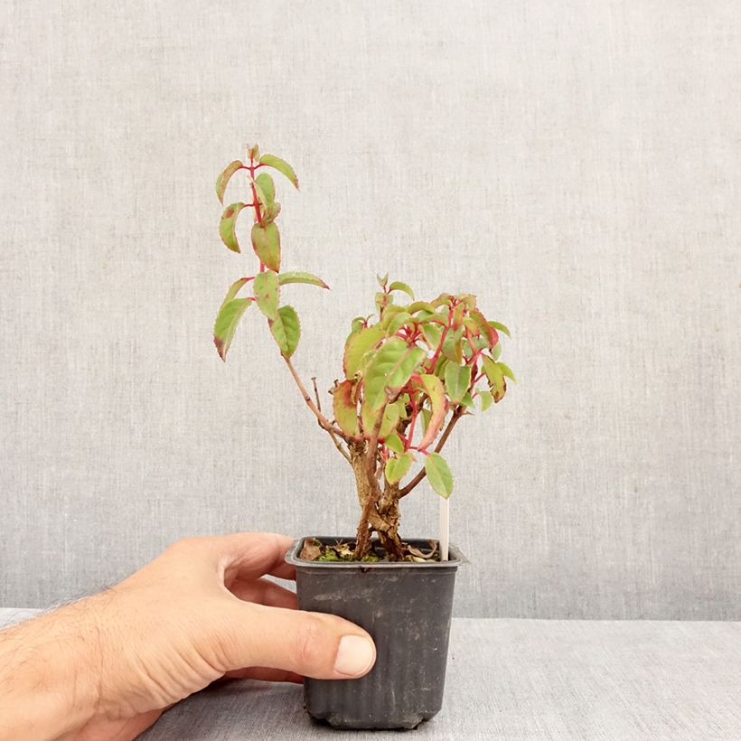 Esimerkki syksyllä toimitetusta Verenpisara Mrs Popple 8/9 cm taimiruukku-taimesta