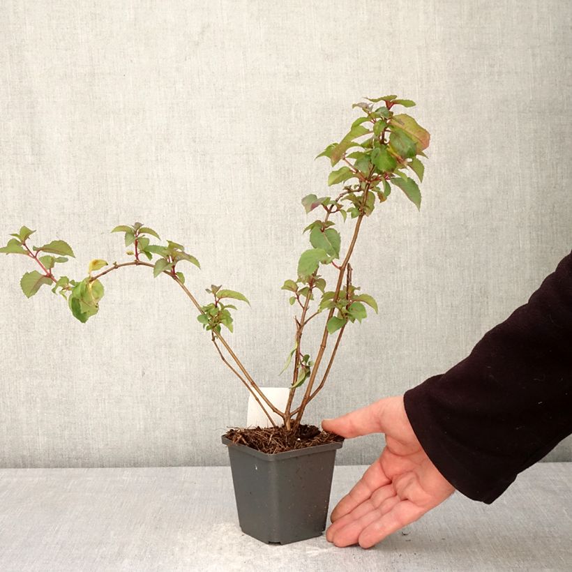 Esimerkki keväällä toimitetusta Verenpisara Mrs Popple Taimiruukku 8/9 cm-taimesta