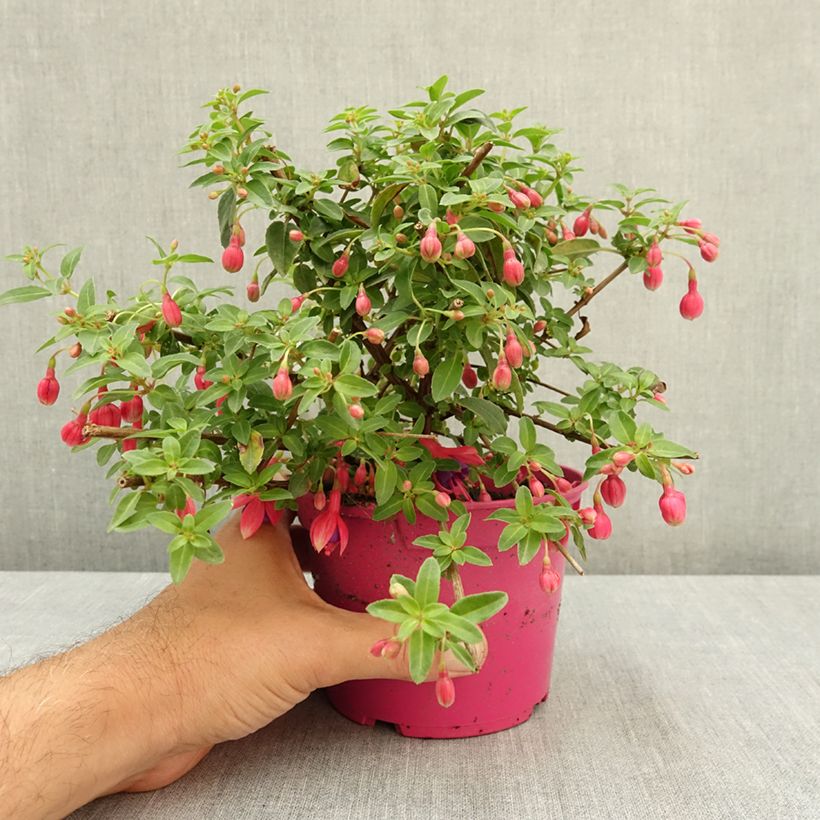 Esimerkki kesällä toimitetusta Verenpisara Tom Thumb 12 cm / 13 cm ruukku-taimesta