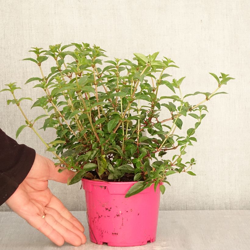 Esimerkki keväällä toimitetusta Verenpisara Tom Thumb Ruukku 12 cm / 13 cm-taimesta