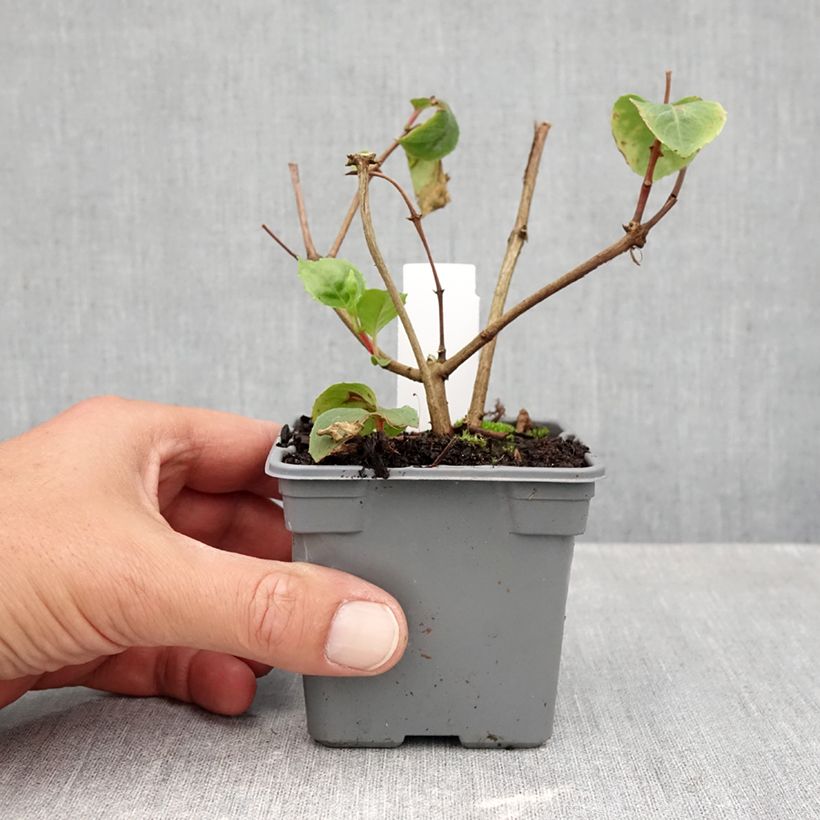 Esimerkki syksyllä toimitetusta Verenpisara White King 8/9 cm taimiruukku-taimesta