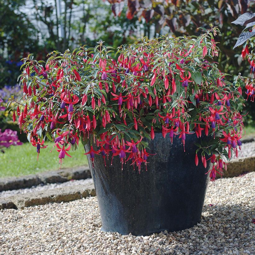 Verenpisara Sundancer (Kukinta)