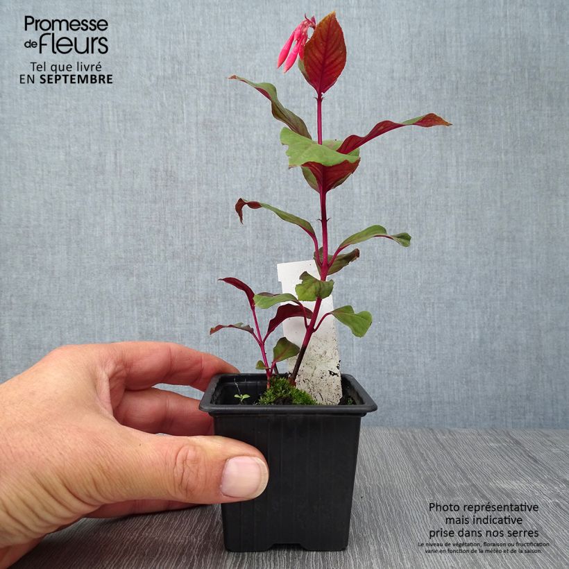 Esimerkki syksyllä toimitetusta Verenpisara Thalia 8/9 cm taimiruukku-taimesta