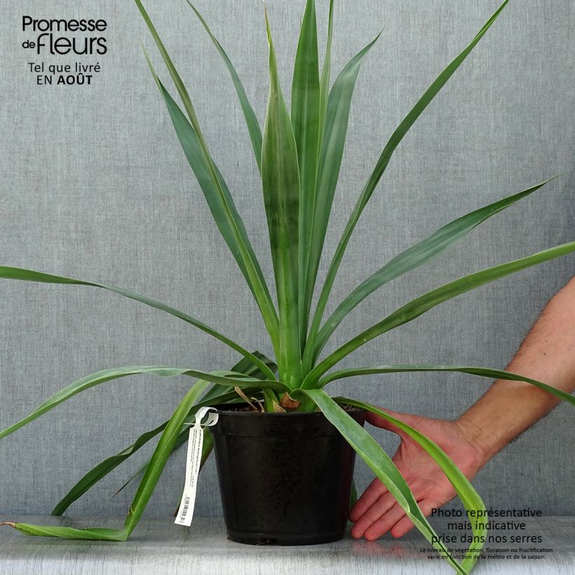 Esimerkki kesällä toimitetusta Furcraea bedinghausii Pot de 3L/4L-taimesta