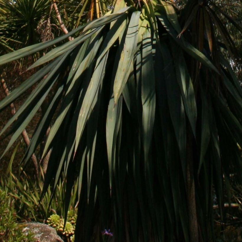 Furcraea longaeva (Lehvistö)