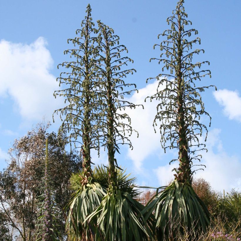 Furcraea longaeva (Kasvutapa)